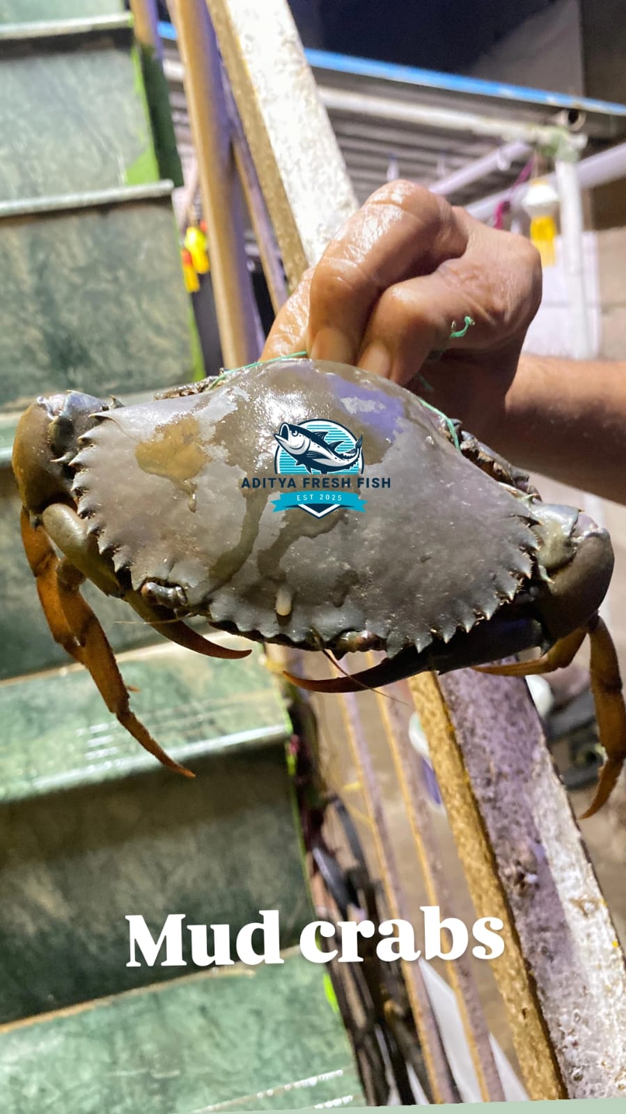 Fresh Medium Mud Crabs | 12 Pieces Approx | Premium Quality | Ready to Cook